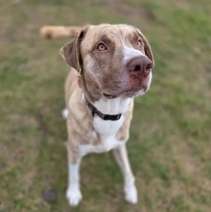 An adult large-sized male Labrador Retriever dog named Colt for adoption in Plover, WI