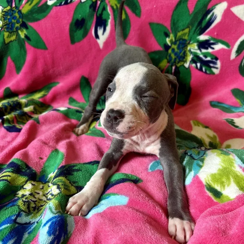 A baby medium-sized female Gray / Blue / Silver Pit Bull Terrier dog named Jean Grey for adoption in New Orleans, LA