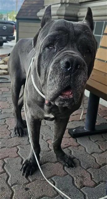 An adult extra large-sized male Cane Corso dog named A for adoption in Rancho Cucamonga, CA