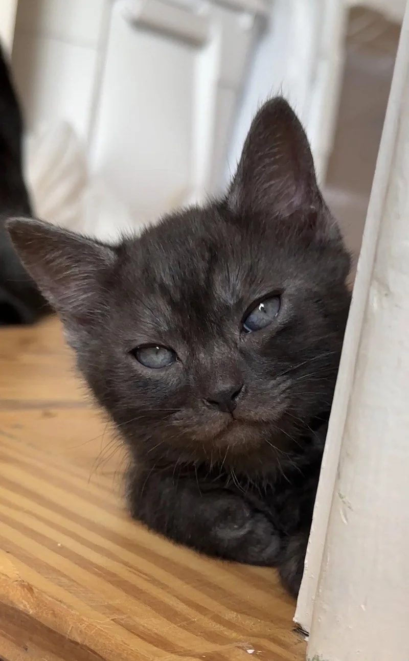 A baby medium-sized male Black Tabby cat named Berloiz for adoption in Cuyahoga Falls, OH