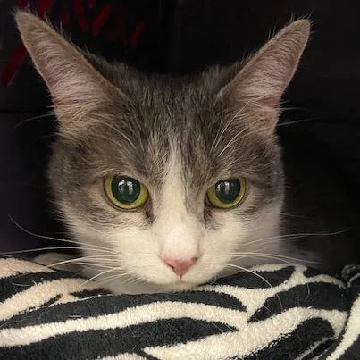 Willow