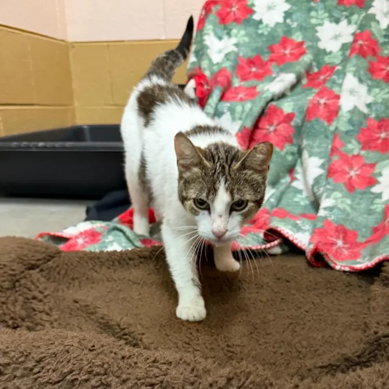 A young medium-sized female Domestic Short Hair cat named Odette for adoption in Owosso, MI