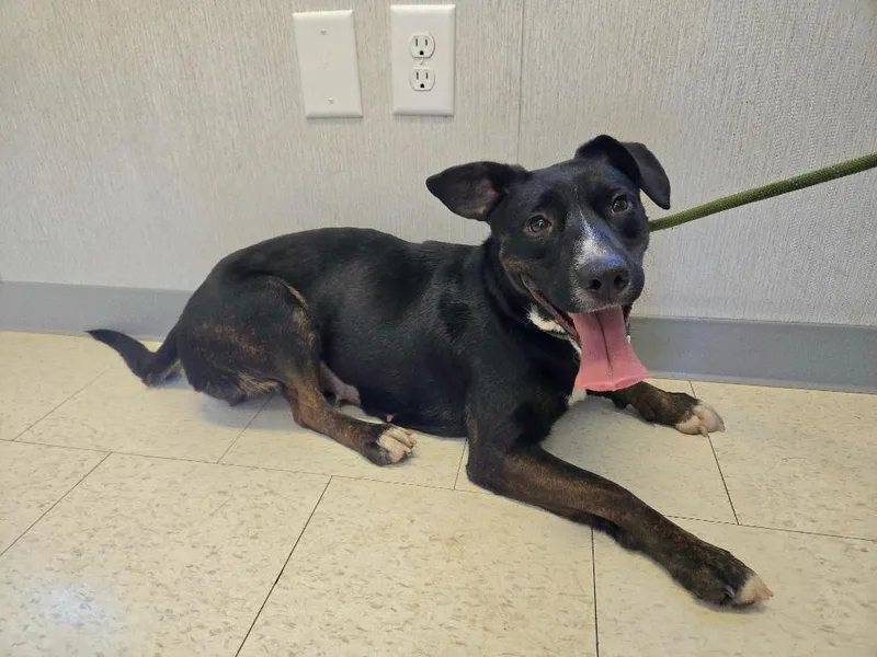 A young medium-sized female Bicolor Labrador Retriever dog named Brookie for adoption in Trenton, NJ
