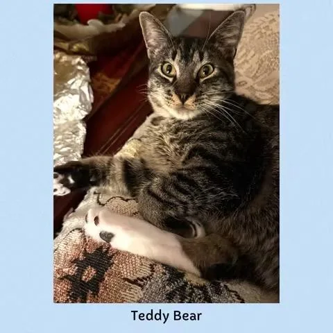 A young medium-sized male Tabby (Brown / Chocolate) Domestic Short Hair cat named Teddy Bear for adoption in Mokena, IL