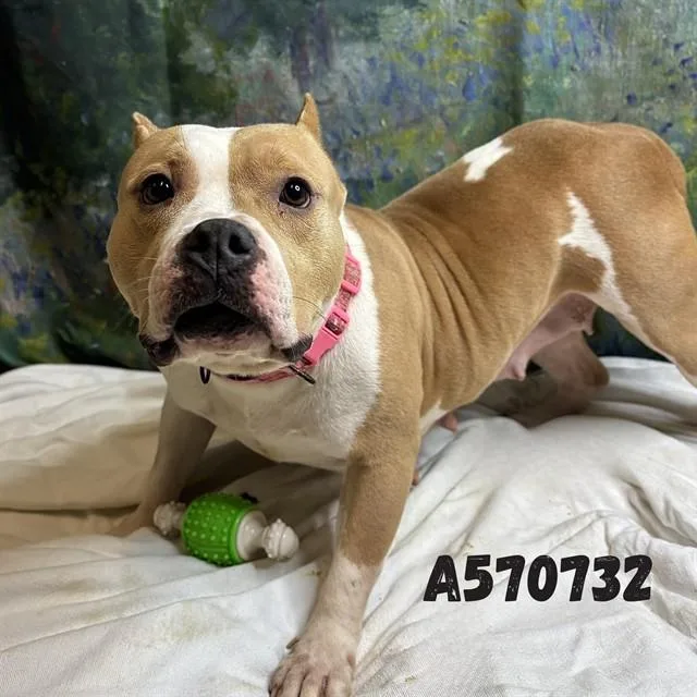 An adult medium-sized female Pit Bull Terrier dog named Alyssa for adoption in Huntsville, AL