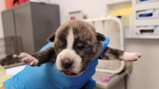 A baby small-sized male German Shepherd Dog dog named Beethoven for adoption in Tucson, AZ