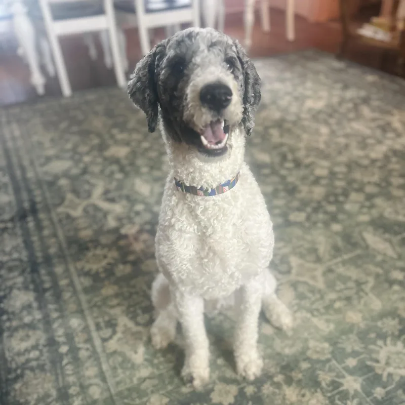 A young medium-sized male Poodle dog named Puppers for adoption in Richboro, PA