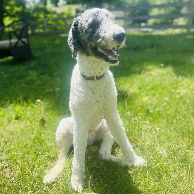 Puppers thumbnail 3