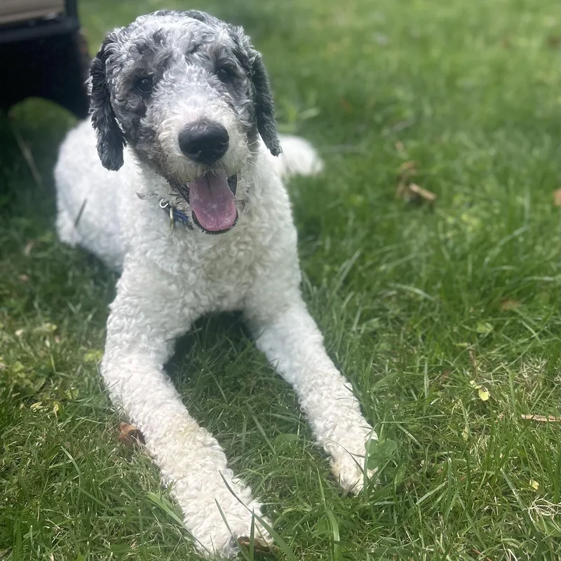 Puppers thumbnail 5