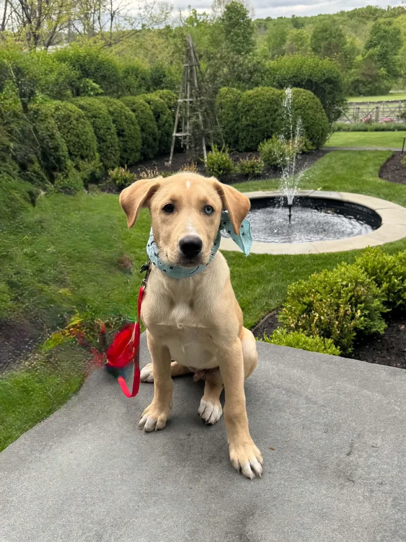 A baby large-sized male Yellow / Tan / Blond / Fawn Labrador Retriever dog named Levi for adoption in Hatfield, PA