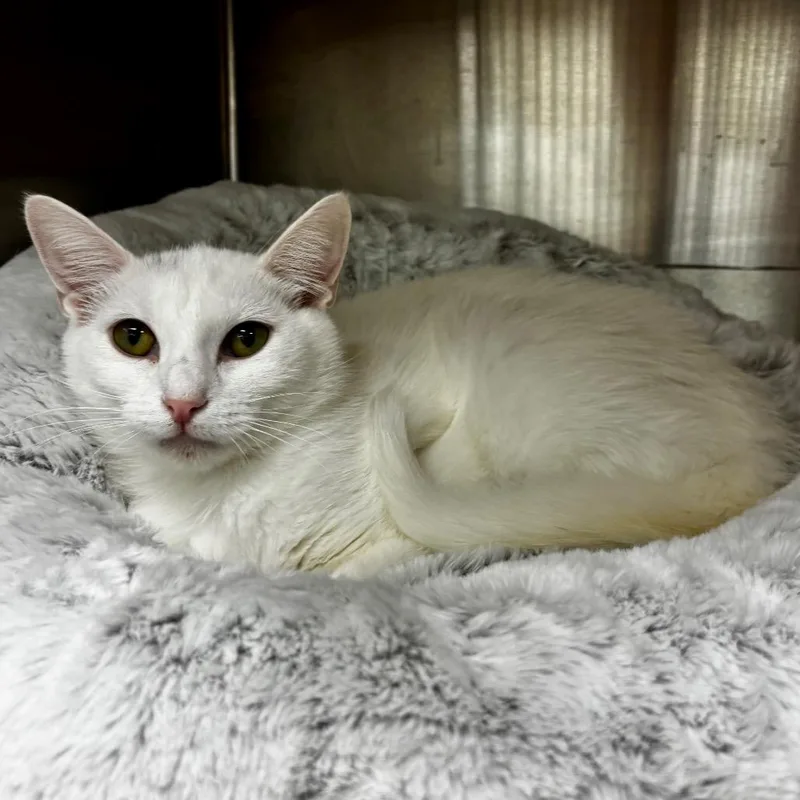 An adult medium-sized female White Domestic Short Hair cat named Avril Levine for adoption in Corpus Christi, TX