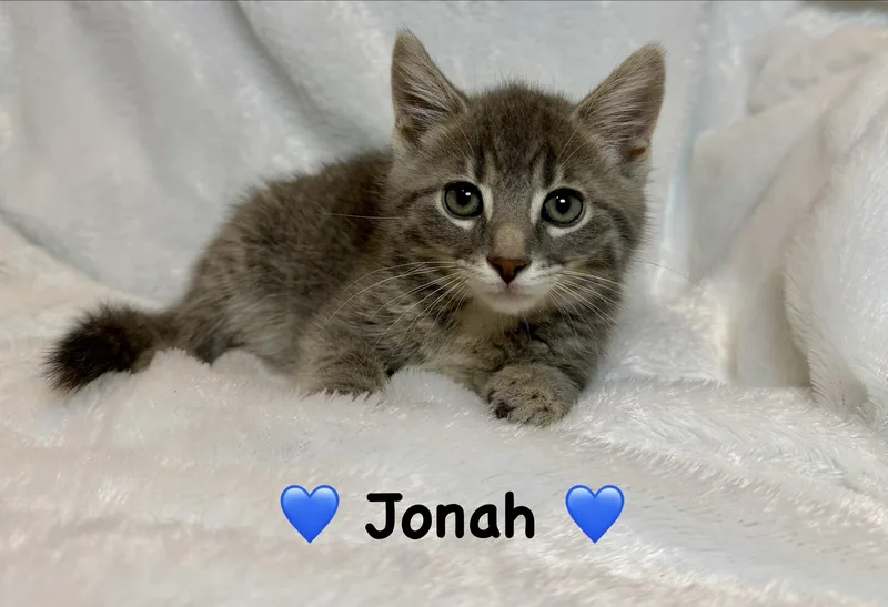 A baby medium-sized male Tabby (Gray / Blue / Silver) Domestic Short Hair cat named Jonah for adoption in Copley, OH