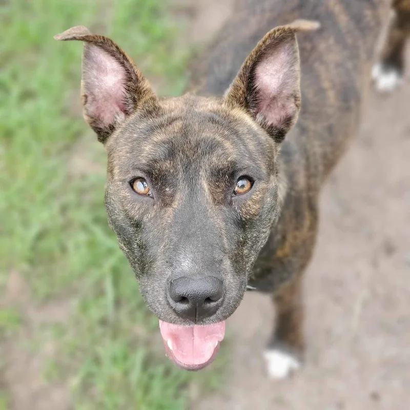 An adult medium-sized female Brindle Mixed Breed dog named Estelle for adoption in Myrtle Beach, SC