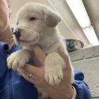 Jefferson thumbnail 5