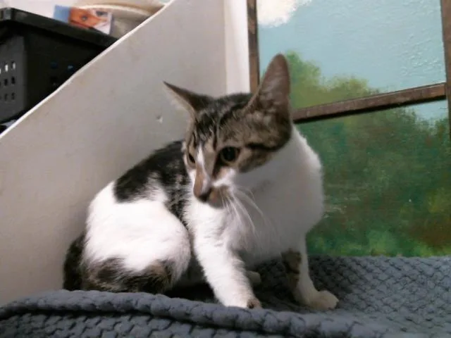 A young small-sized female Domestic Short Hair cat named Sandy for adoption in Houston, TX