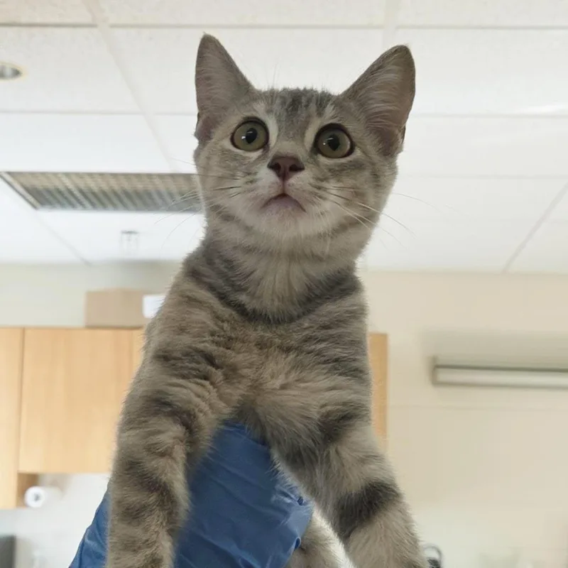 A young medium-sized female Gray / Blue / Silver Domestic Short Hair cat named Hera for adoption in Plover, WI