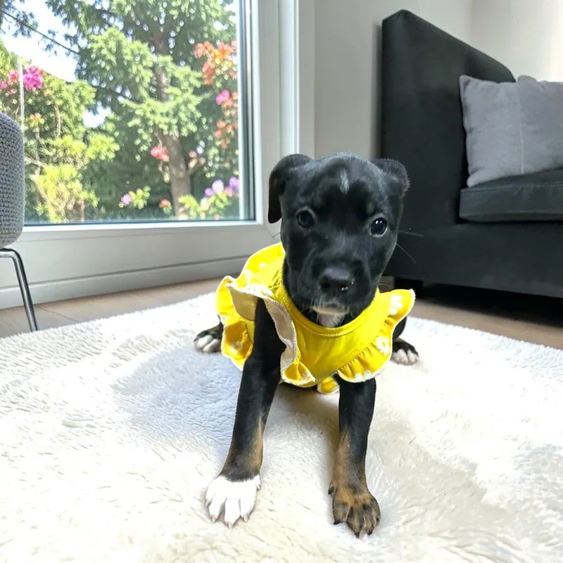 Snickers thumbnail 2