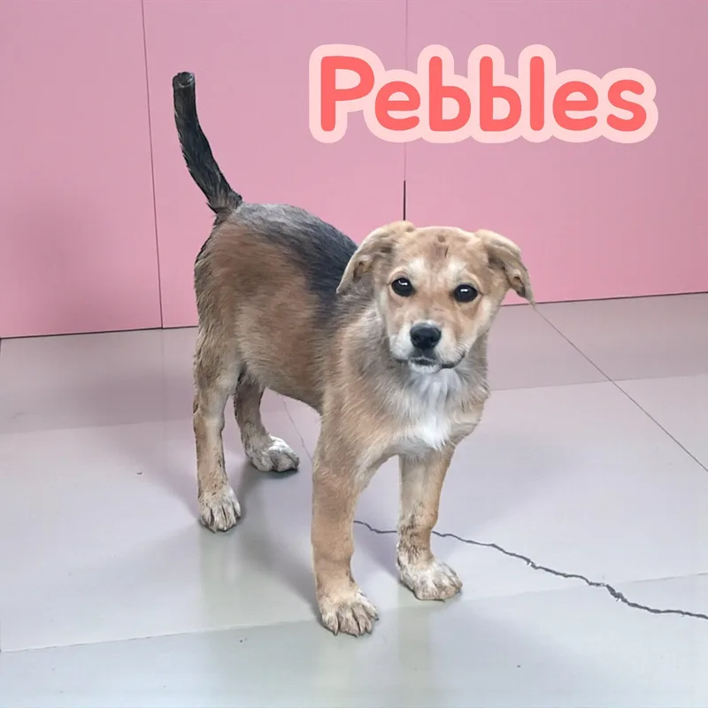 Pebbles
