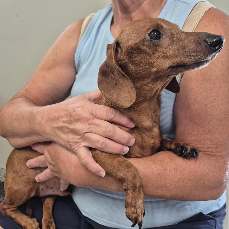 A senior small-sized male Brown / Chocolate Dachshund dog named Bernie for adoption in Kingman, KS