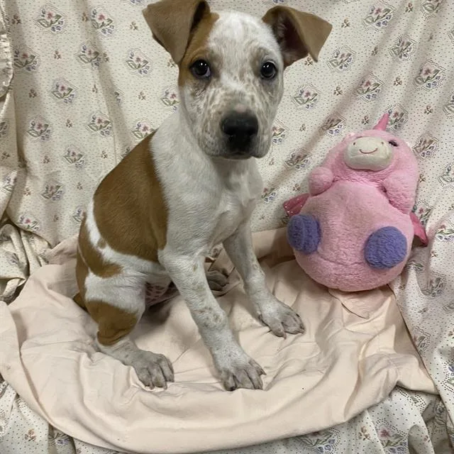 A baby small-sized male Australian Cattle Dog / Blue Heeler dog named A for adoption in Modesto, CA