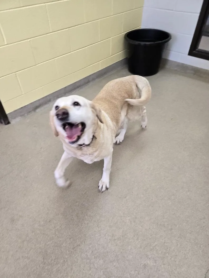 A senior large-sized female Yellow / Tan / Blond / Fawn Yellow Labrador Retriever dog named BaileeNot Accepting Applications Yet for adoption in Medina, OH