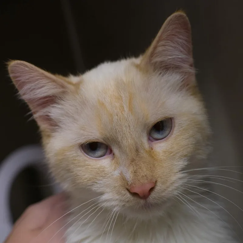 A baby medium-sized male Domestic Short Hair cat named Luke for adoption in Shoreline, WA