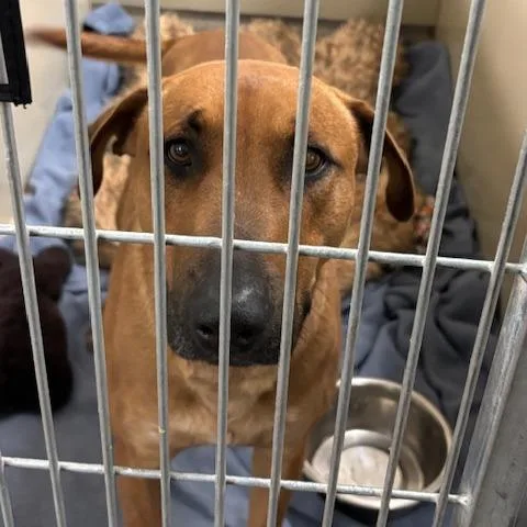 An adult large-sized male Red / Chestnut / Orange Black Mouth Cur dog named Benny for adoption in Flagstaff, AZ