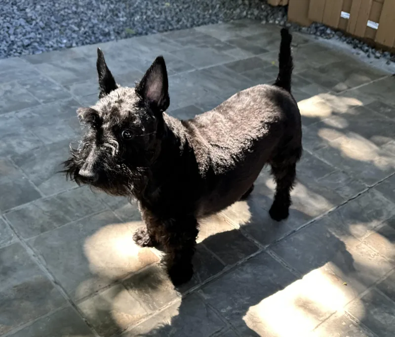 An adult small-sized female Black Scottish Terrier dog named Rey for adoption in Silver Spring, MD