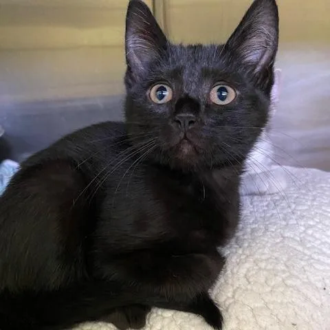 A baby small-sized male Black Domestic Short Hair cat named Papaya for adoption in Dayton, OH