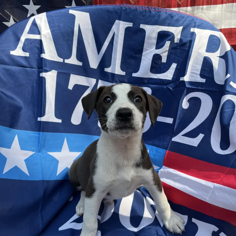 Patriot thumbnail 2