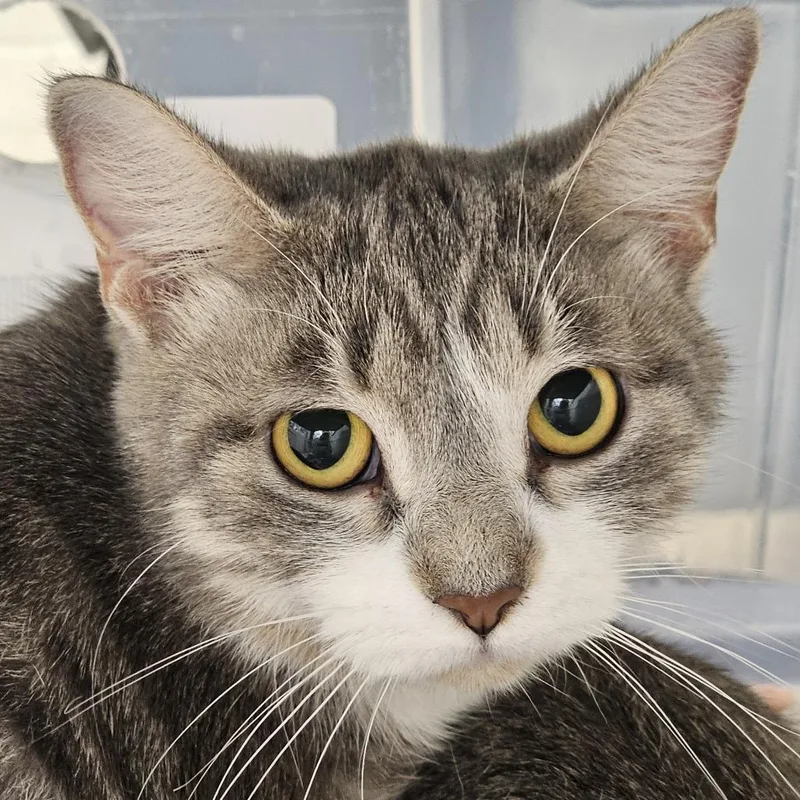 An adult medium-sized female Gray / Blue / Silver Domestic Short Hair cat named Belle for adoption in Evansville, IN