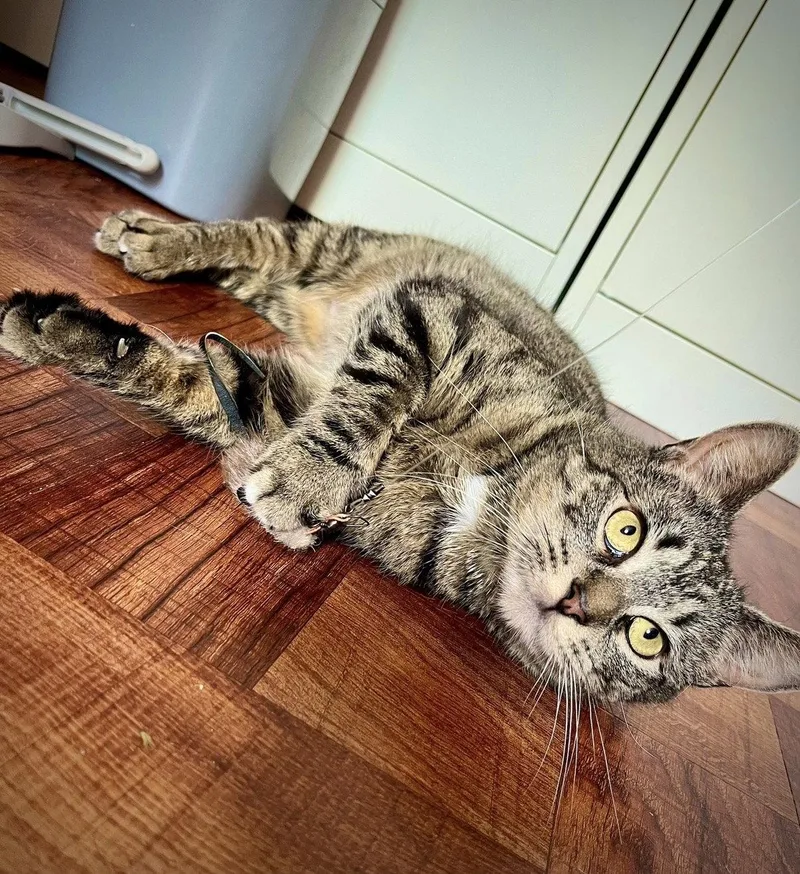 A young medium-sized female Domestic Short Hair cat named Foxglove for adoption in Brooklyn, NY
