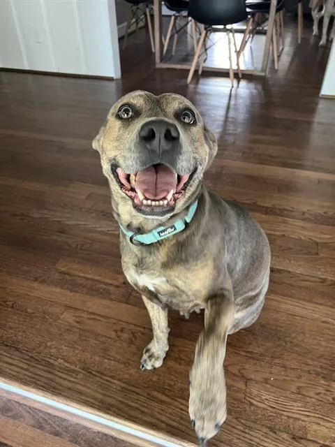 An adult large-sized female Pit Bull Terrier dog named Amaya for adoption in Pasadena, TX