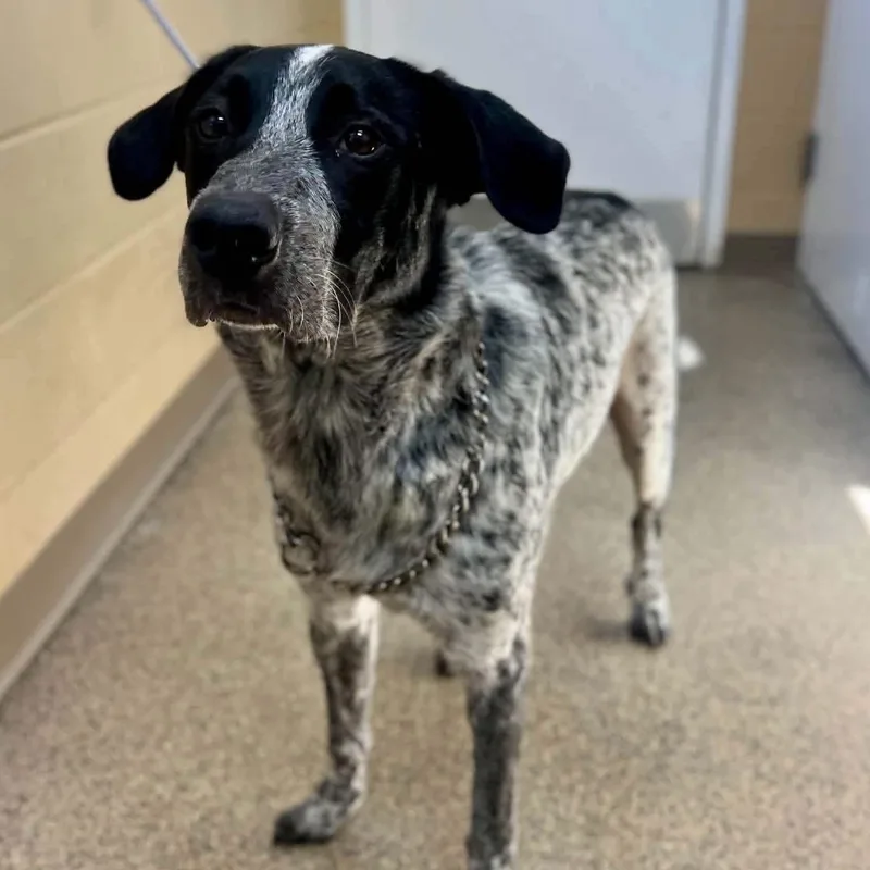 A young large-sized male Black Australian Cattle Dog / Blue Heeler dog named Riggs for adoption in Fort Payne, AL