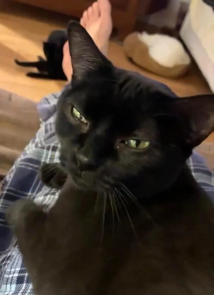 An adult medium-sized female Domestic Medium Hair cat named Elbe for adoption in Raleigh, NC