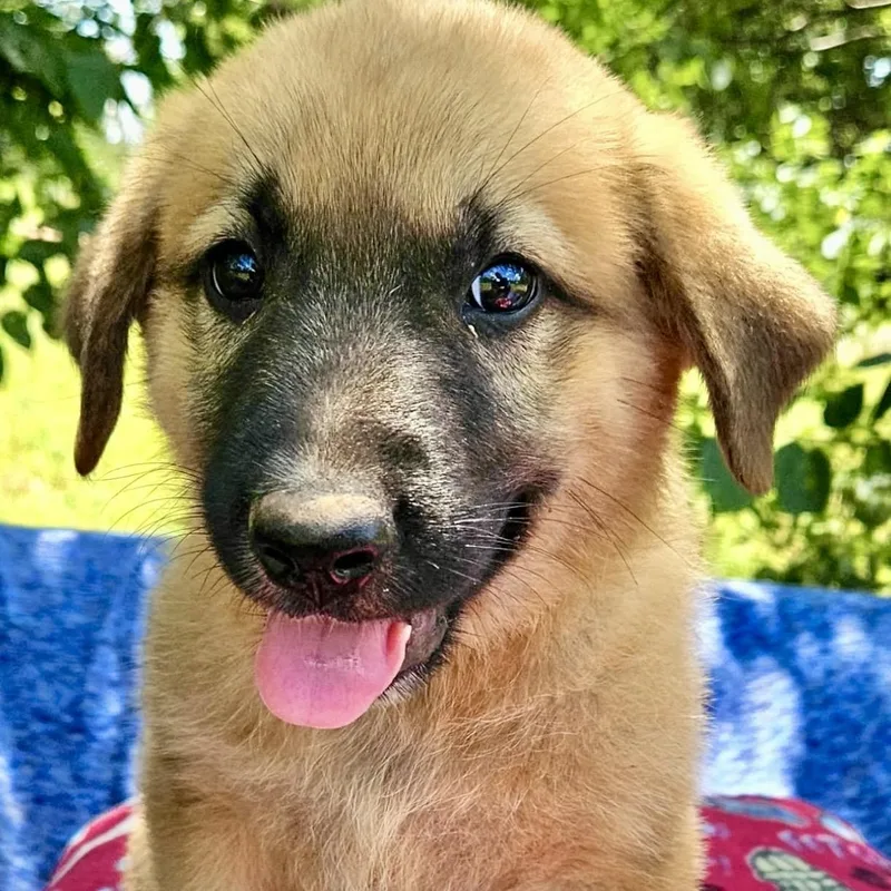 A baby large-sized male Yellow / Tan / Blond / Fawn Shepherd dog named Gimli for adoption in Pelham, NH