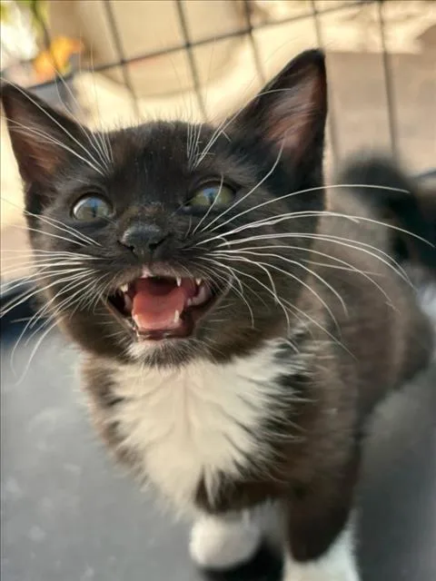 A baby small-sized female Domestic Long Hair cat named Jellybean for adoption in Tracy, CA