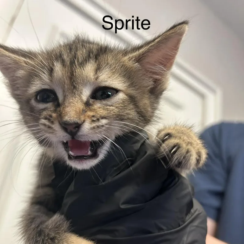 Sprite