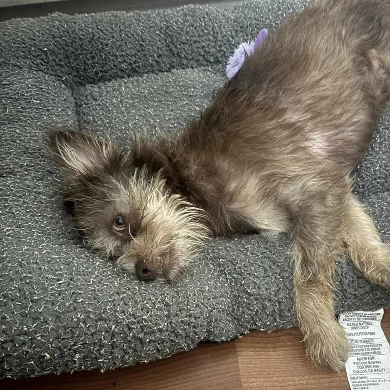 A young small-sized male Mixed Breed dog named Fozzie Bear for adoption in Pacific Grove, CA