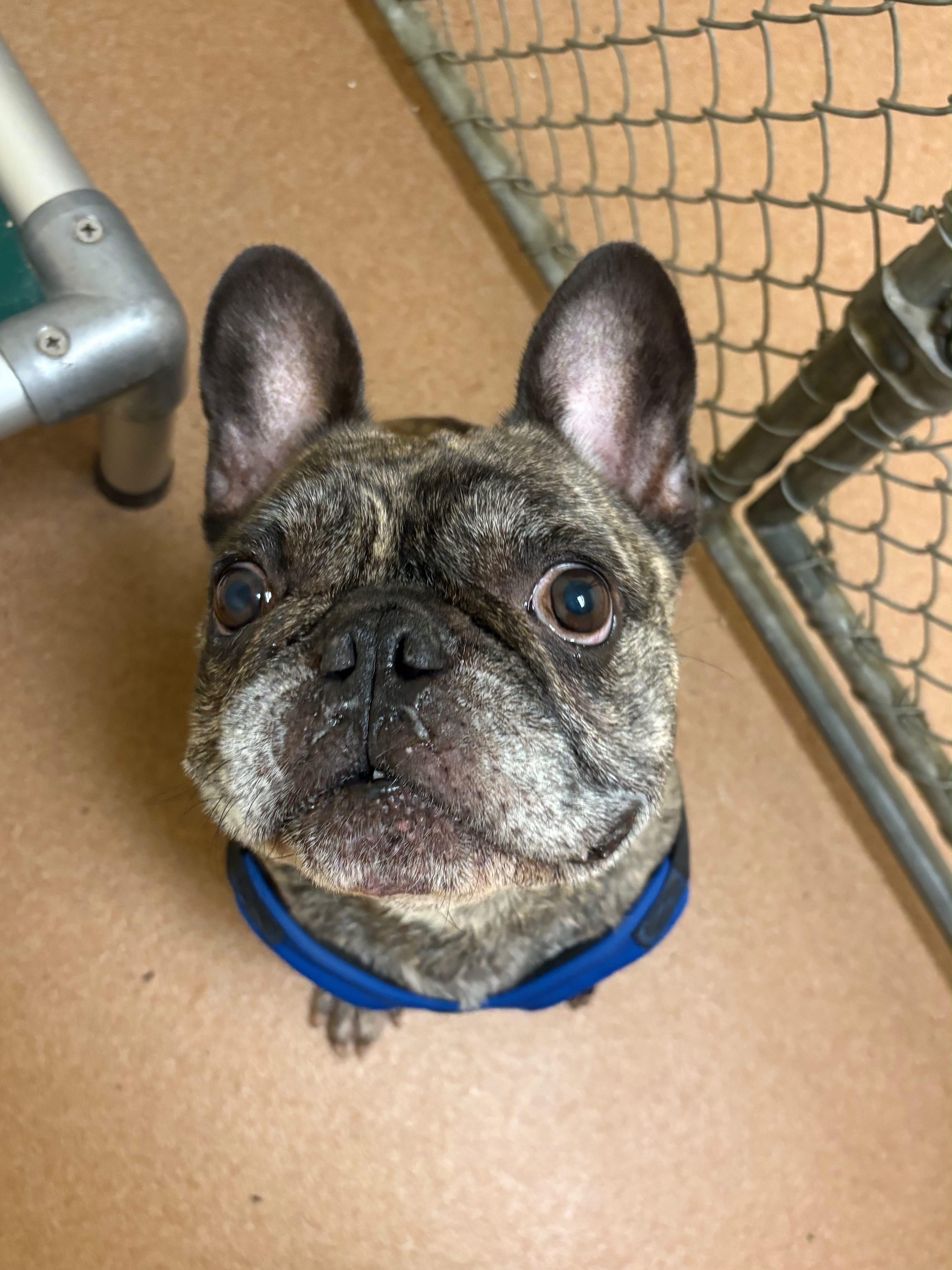 A young small-sized male Brindle French Bulldog dog named Robbie for adoption in Norwalk, CT