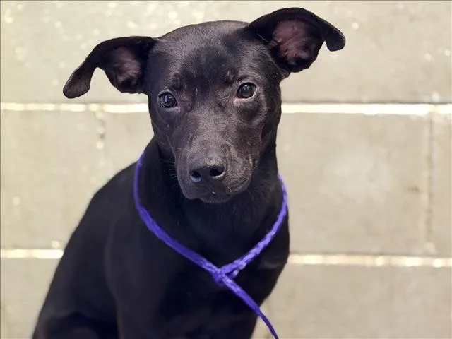 A young medium-sized female Pit Bull Terrier dog named Raven for adoption in Tulsa, OK
