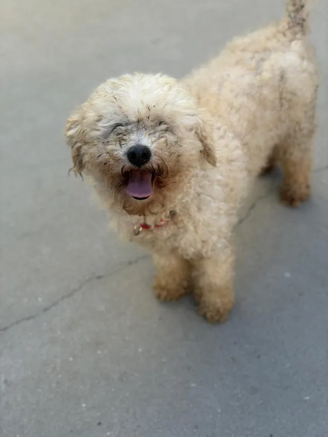 An adult small-sized male Poodle dog named Frankie for adoption in Santa Barbara, CA