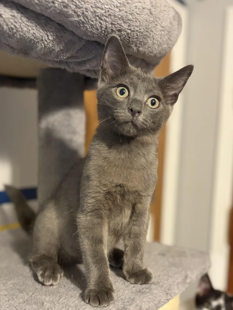 A baby medium-sized male Gray / Blue / Silver Domestic Short Hair cat named Otto for adoption in South Lyon, MI