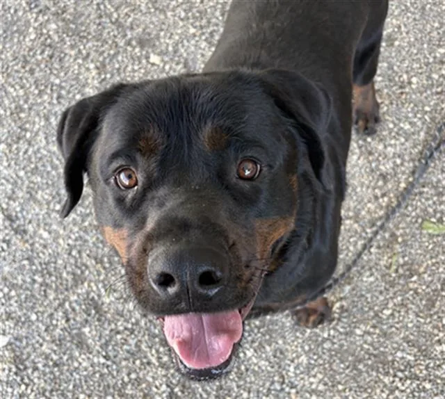 A young large-sized male Rottweiler dog named Bubba for adoption in Lincolnton, NC