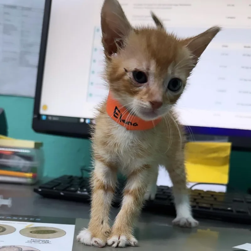 A baby small-sized female Buff / Tan / Fawn American Shorthair cat named Elena for adoption in Guaynabo, PR