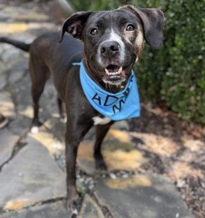 An adult medium-sized female Pit Bull Terrier dog named Sayla for adoption in Midland, VA