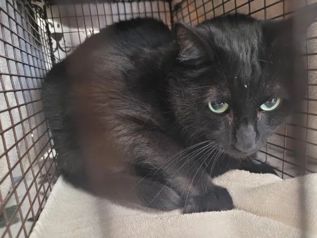 An adult medium-sized male Domestic Short Hair cat named Fat Cat for adoption in San Pedro, CA