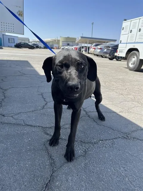 A young medium-sized male Labrador Retriever dog named Kitkat for adoption in Bakersfield, CA