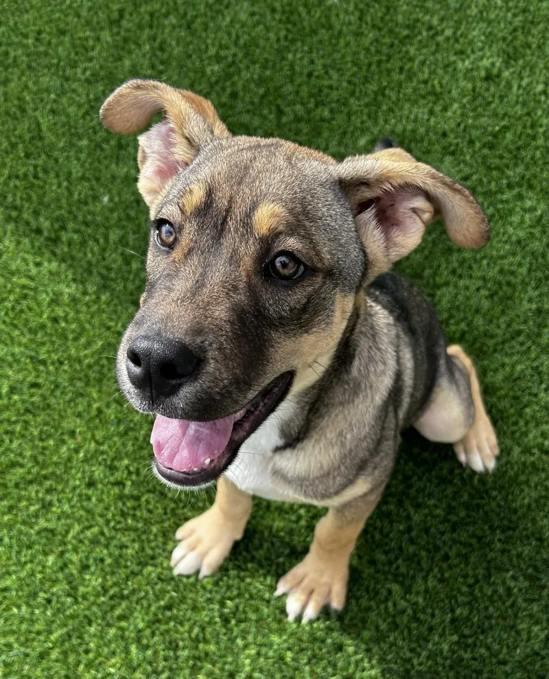 A young large-sized male Brown / Chocolate German Shepherd Dog dog named Koda for adoption in bellefontaine, OH