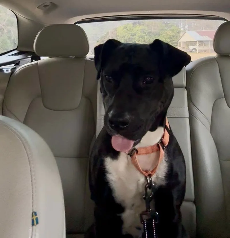 Shylio Dixon thumbnail 2